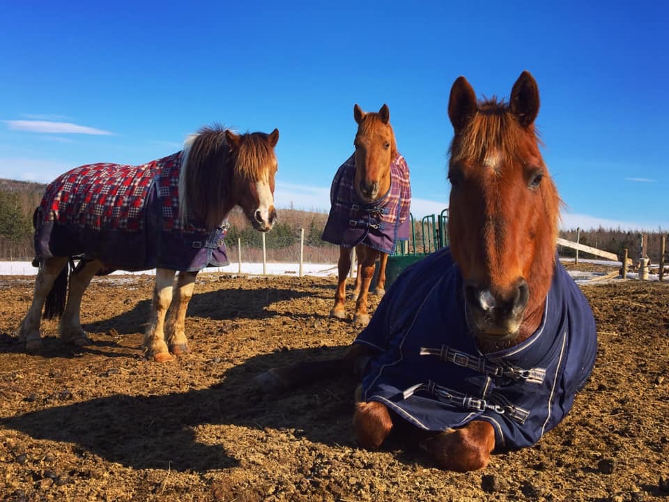 Reaching Strides Equestrian Centre | 423 Dunmore Rd, Port Hood, NS B0E 2W0, Canada | Phone: (902) 870-1583
