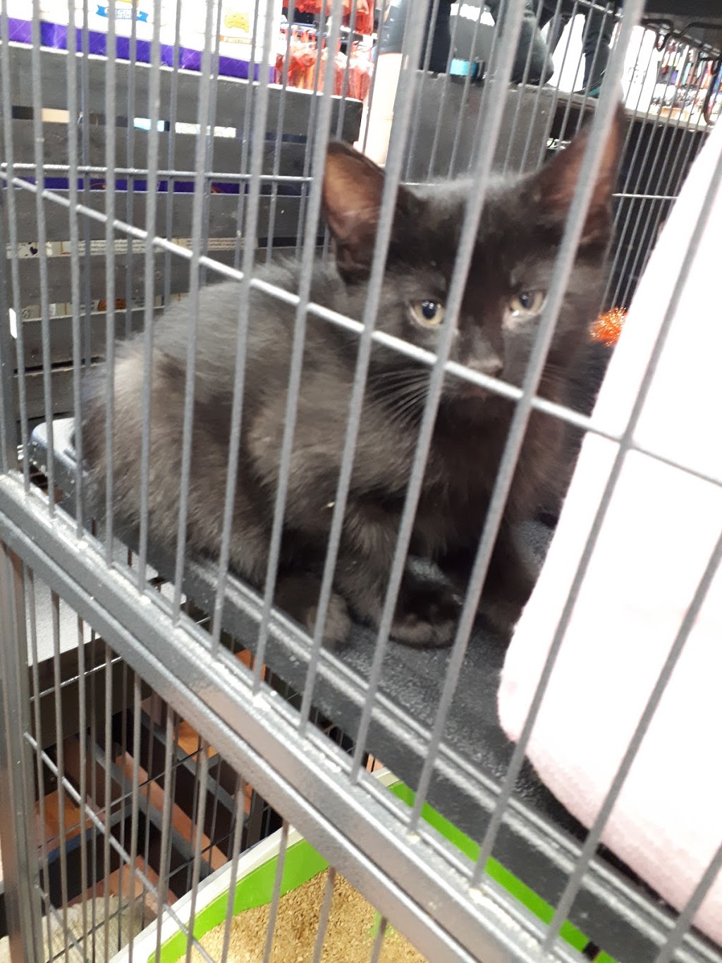 Pet Valu | 3077 Mavis Rd, Mississauga, ON L5C 1T7, Canada | Phone: (905) 306-0909