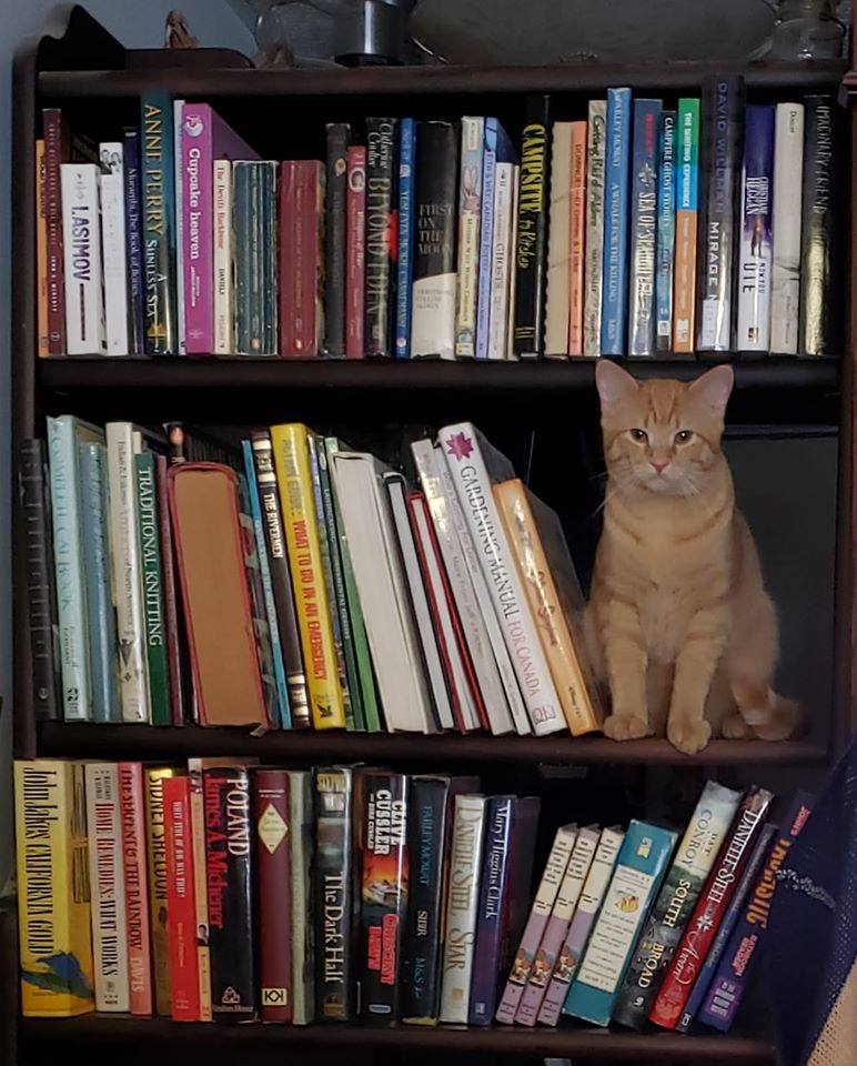 Bizzy Bzz Bookbin | 1999 Emsdale Rd, Emsdale, ON P0A 1J0, Canada | Phone: (705) 636-9025