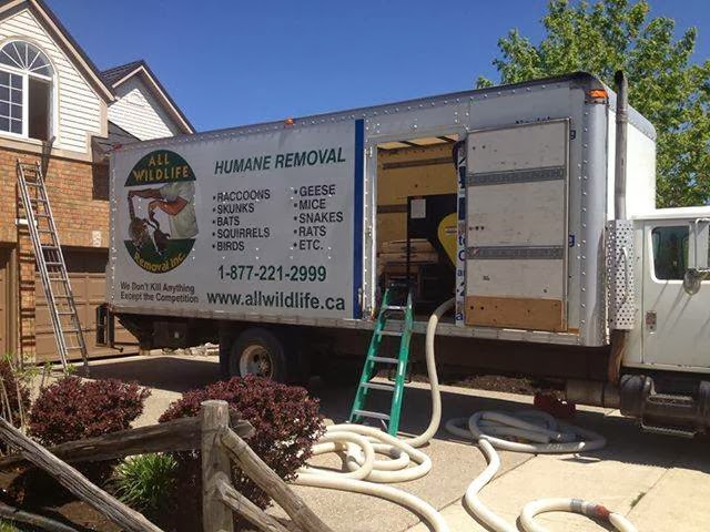 All Wildlife Removal Inc. | 751 Old York Rd, Burlington, ON L7P 4X8, Canada | Phone: (877) 221-2999
