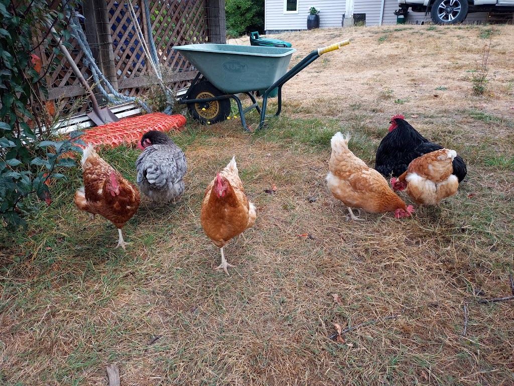 Silverside Farm | 3810 Cobble Hill Rd, Cobble Hill, BC V0R 1L5, Canada | Phone: (250) 743-9149