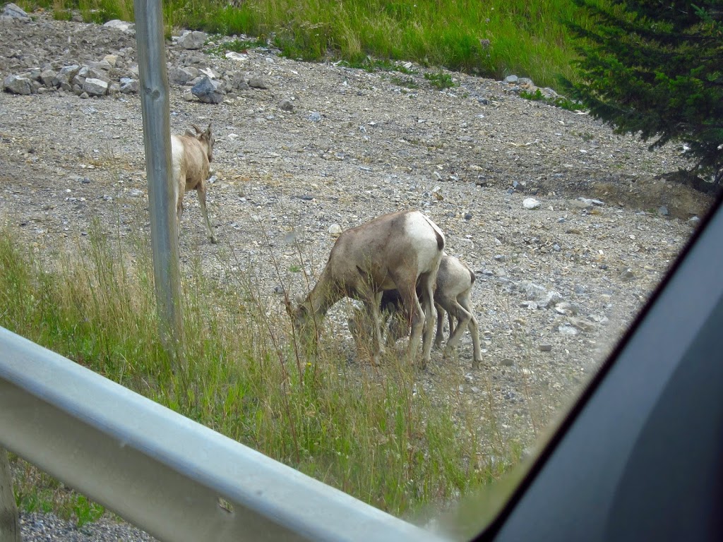 Kananaskis Outfitters | 1 Mt Sparrowhawk Crescent, Kananaskis, AB T0L 2H0, Canada | Phone: (403) 591-7000