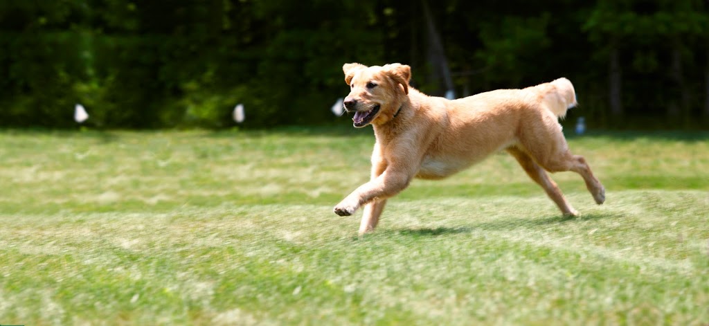 DogWatch of Southeastern Ontario | 1812 Morrison Rd, Perth Road, ON K0H 2L0, Canada | Phone: (800) 647-3307