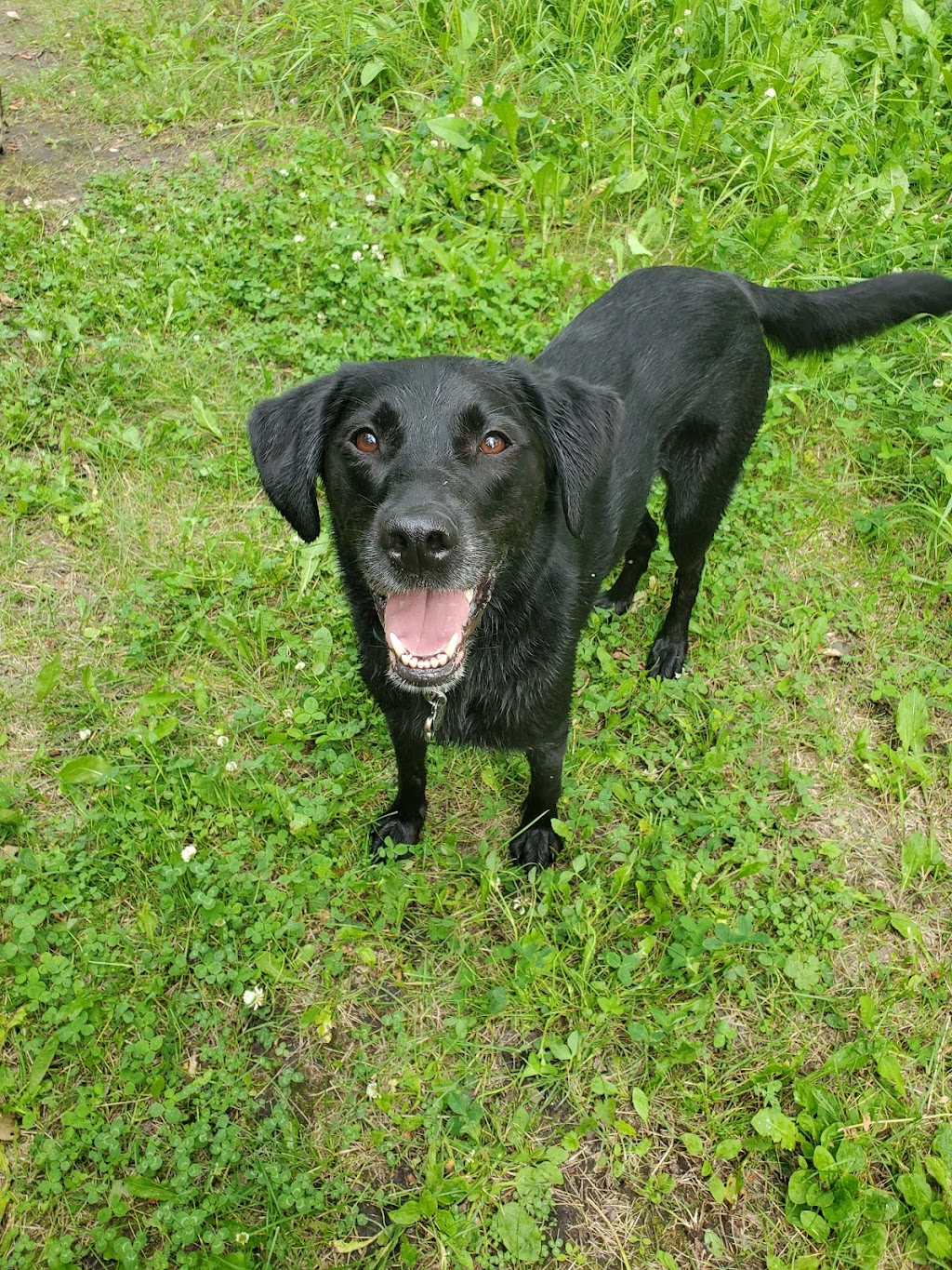 Paws A While Boarding Kennel | 51024 Range Rd 200 #40, Alberta T0B 4J1, Canada | Phone: (780) 662-4878