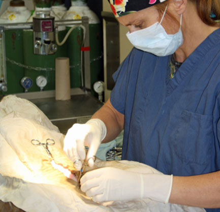 Clinique Vétérinaire Des Petits Animaux De LEstrie | 155 Rue Sauvé, Sherbrooke, QC J1L 1L6, Canada | Phone: (819) 821-1161