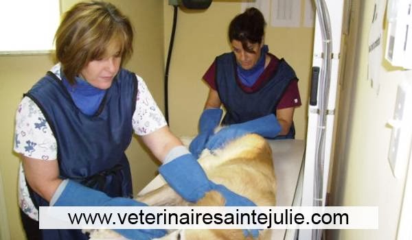 Hôpital Vétérinaire Victoria ???? | 755 Montée Sainte-Julie, Sainte-Julie, QC J3E 1W9, Canada | Phone: (450) 922-2180