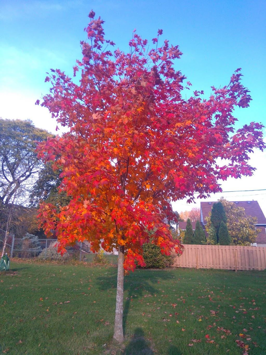 Bloordale Park South | 230 Renforth Dr, Etobicoke, ON M9C 2K9, Canada | Phone: (416) 338-4386