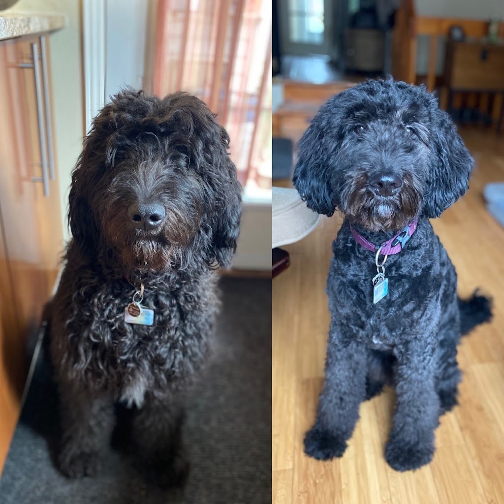 Madame J Toilettage | 35 Ch Haendel, Candiac, QC J5R 1R7, Canada | Phone: (514) 973-3019