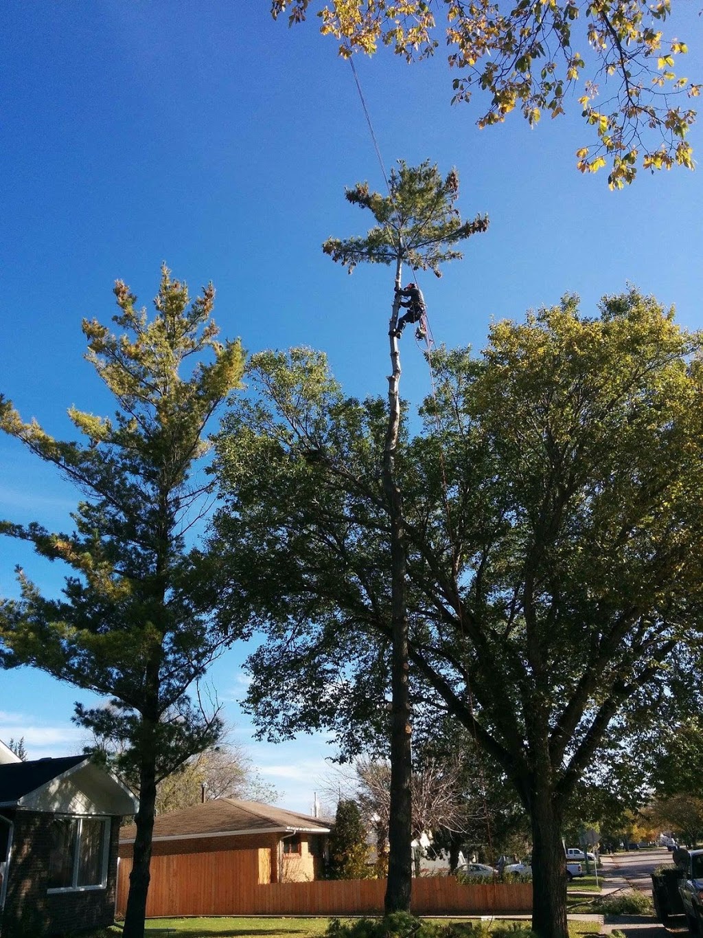 Anytime Tree Service | 77 Blue Sage Dr, Moose Jaw, SK S6J 1A5, Canada | Phone: (306) 684-9576