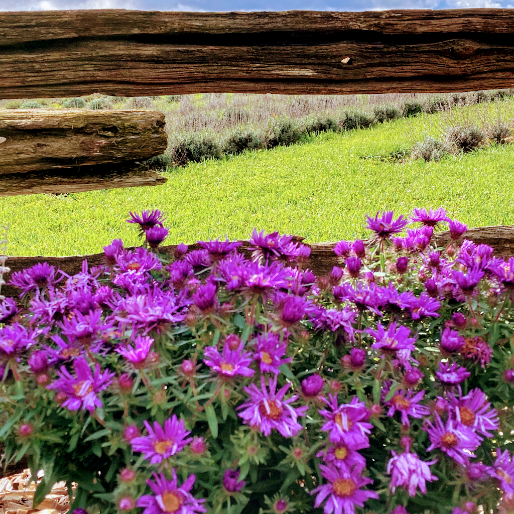 Essentially Lavender | 1379 Concession 10, Formosa, ON N0G 1W0, Canada | Phone: (519) 722-9324