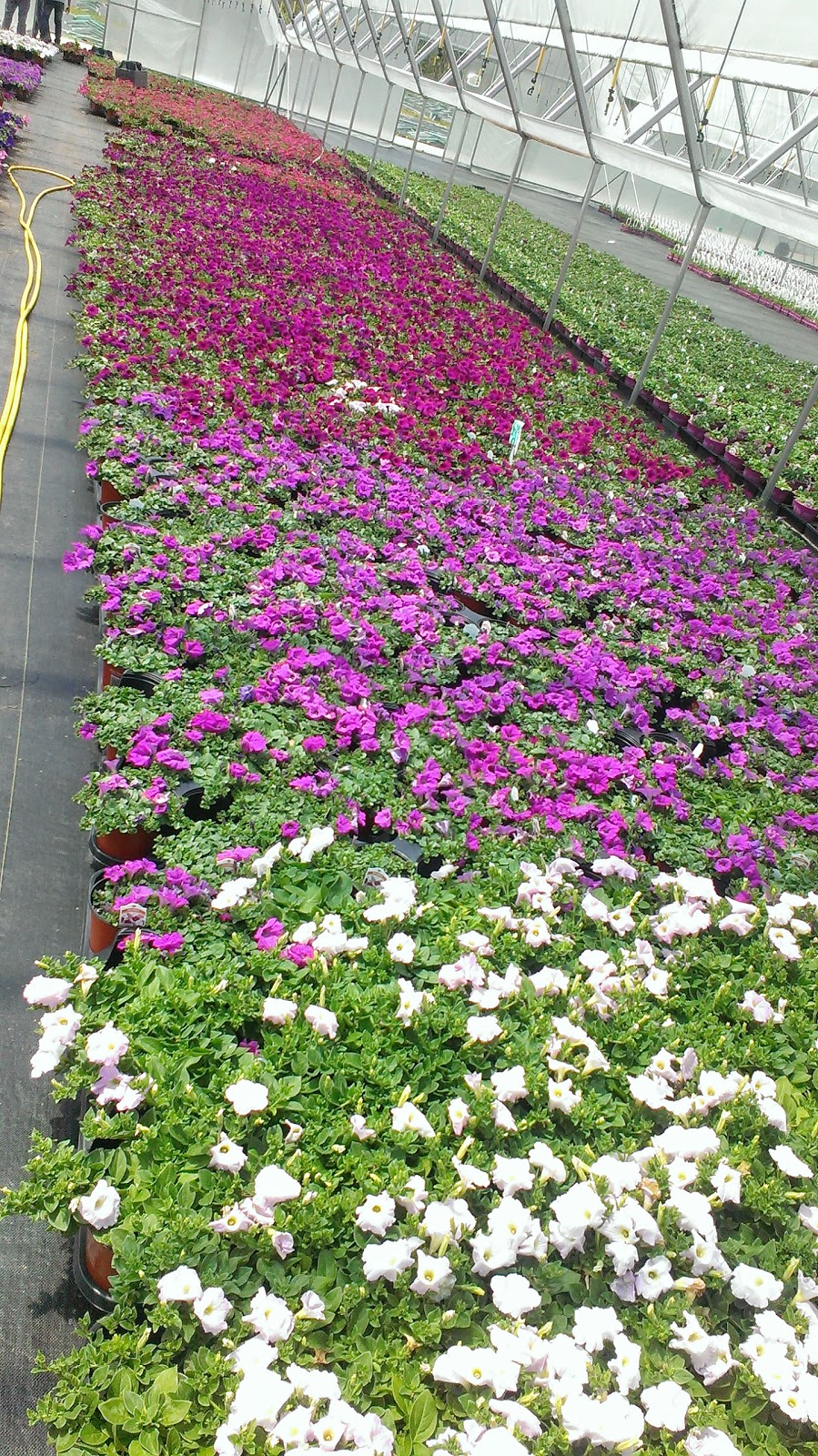 Fernlea Flowers | 1211 ON-3, Delhi, ON N4B 2W6, Canada | Phone: (519) 582-3060