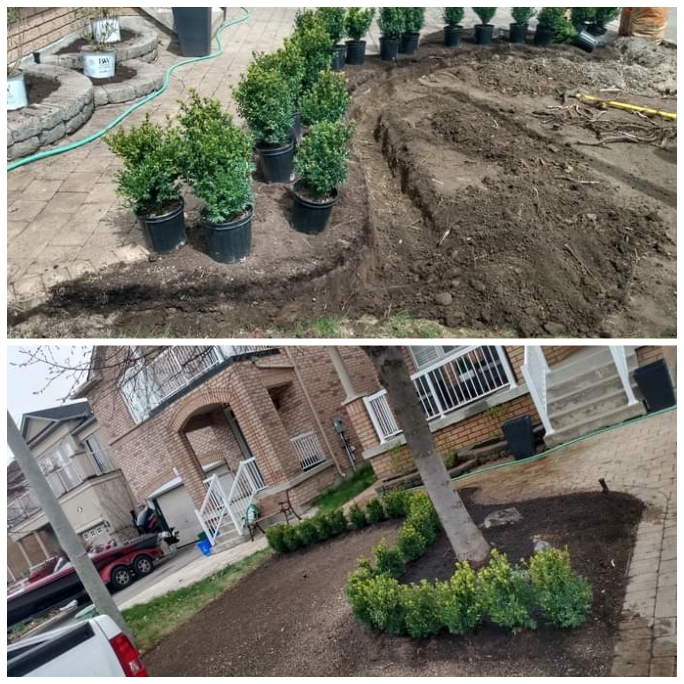 Puravida green | 369 Vodden St E, Brampton, ON L6V 1N5, Canada | Phone: (416) 937-6986
