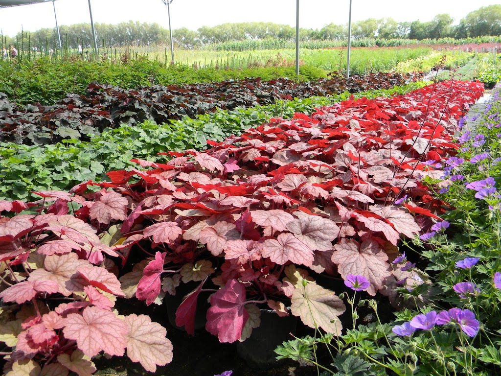 Aubin Nurseries Ltd | 1 & 1/2 miles east of Carman on Hwy #3 Municipal Civic Address: 22101, Carman, MB R0G 0J0, Canada | Phone: (204) 745-6703