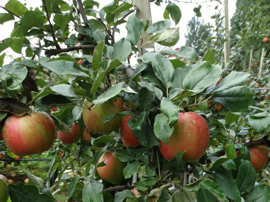 Willow View Farms | 288 McCallum Rd, Abbotsford, BC V2S 8A2, Canada | Phone: (604) 854-8710