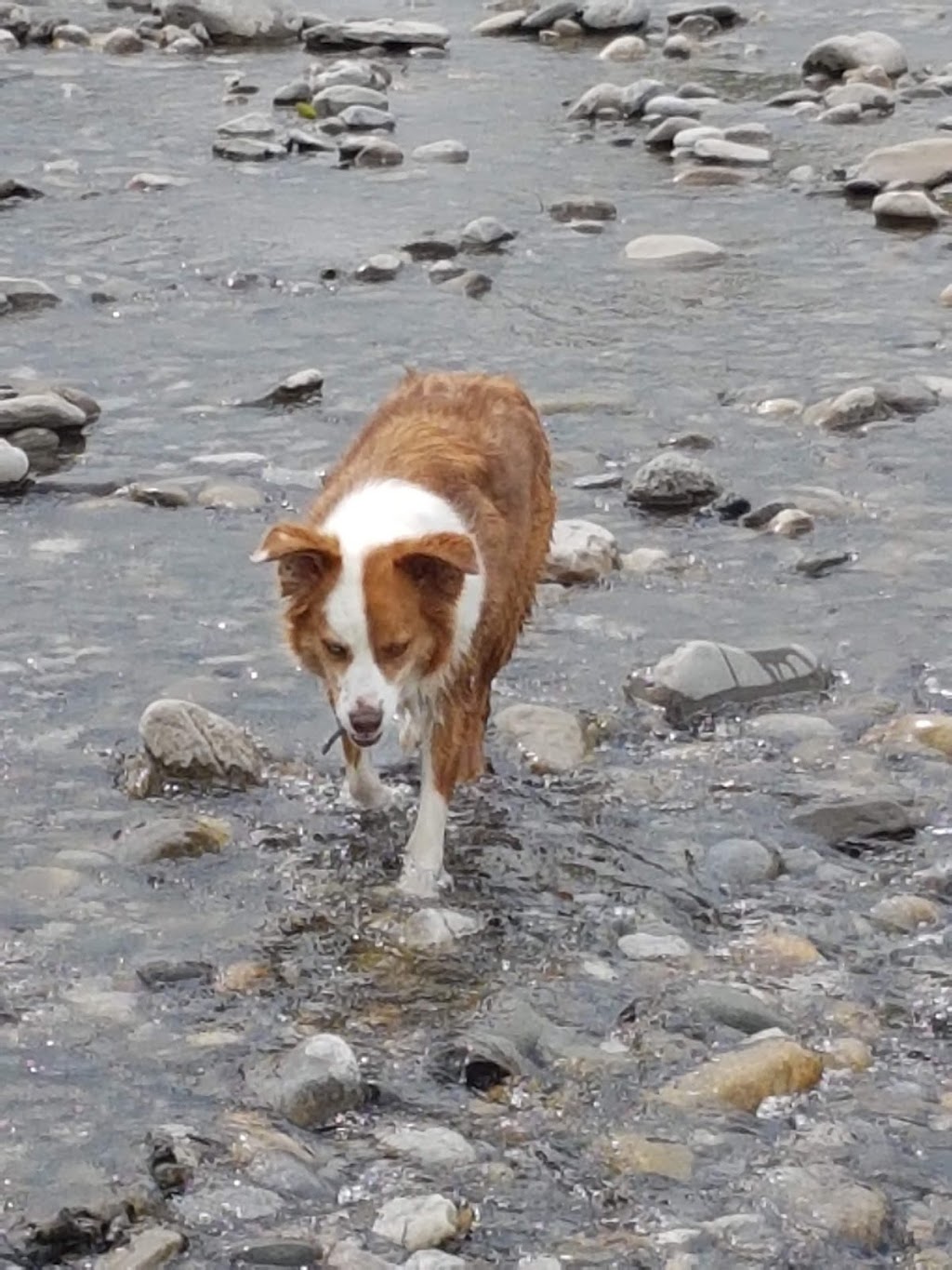 Black Diamond Offleash Park | 218 2 St NW, Black Diamond, AB T0L 0H0, Canada | Phone: (587) 888-3925