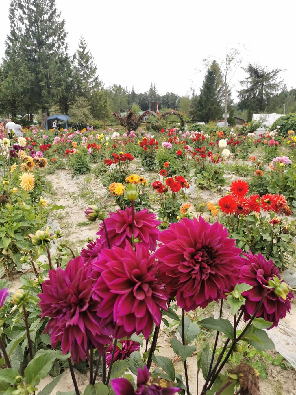 Shangrila Farm | 13842 Spratt Rd, Fraser Valley F, BC V2V 4J1, Canada | Phone: (604) 998-7843