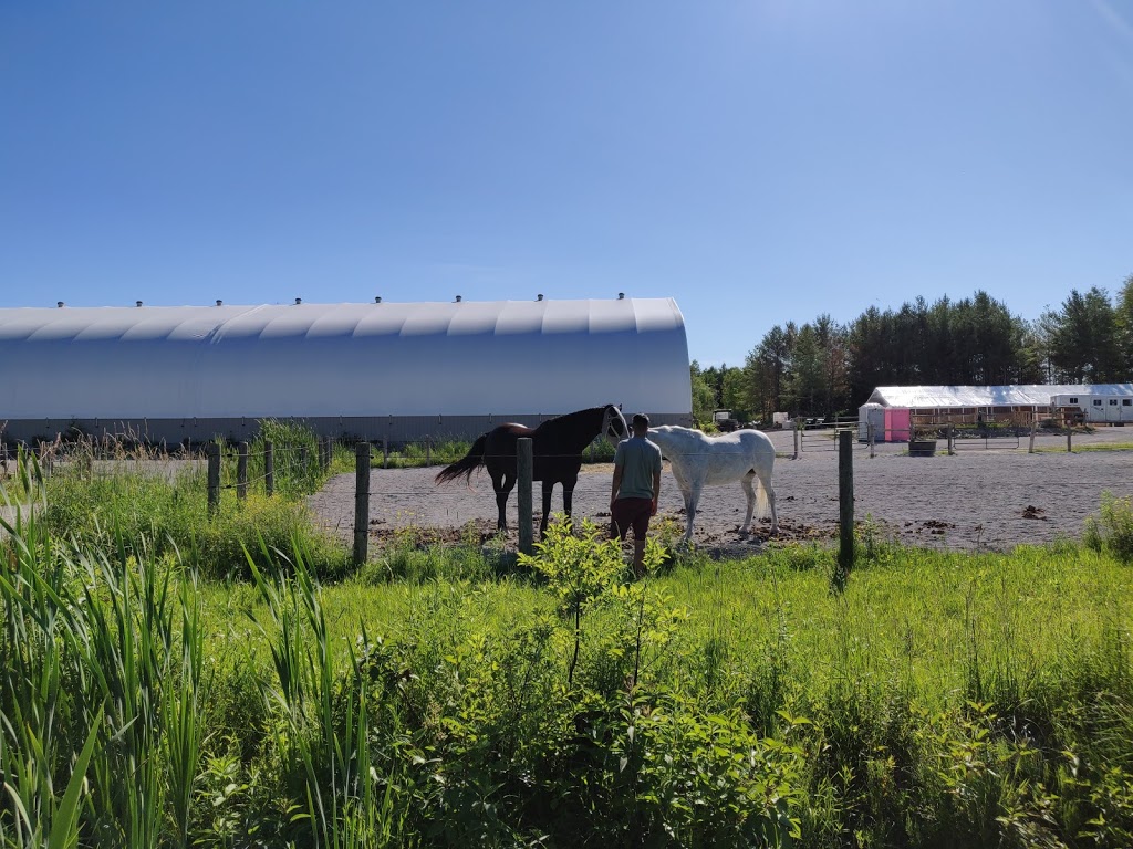 Rushmount Equine Sports LTD. | 1773 Cambrian Rd, Orillia, ON L3V 6H3, Canada | Phone: (705) 826-4677