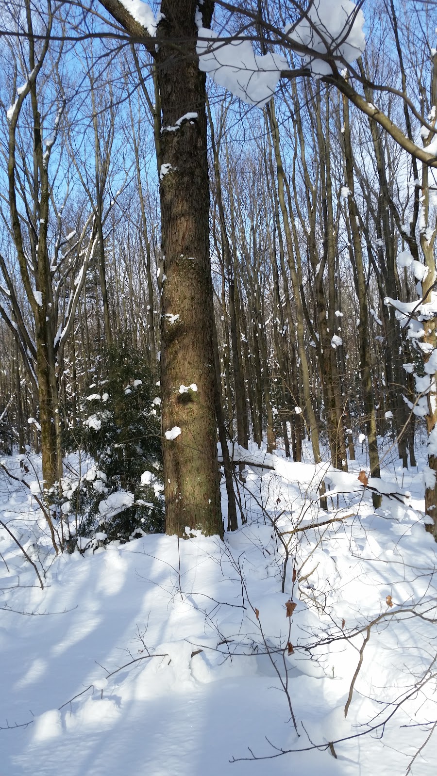 Larkin Woods/Franklin Gulf County Park Trailhead | 9998 Larkin Rd, Eden, NY 14057, USA