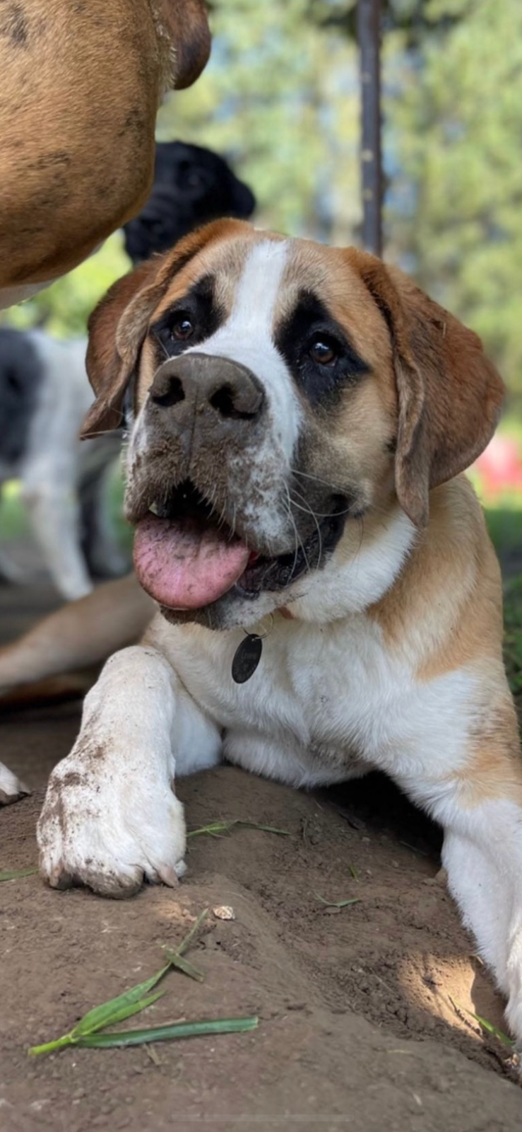 Camp Shake-A-Paw | 3023 Westdel Bourne, London, ON N6P 1N2, Canada | Phone: (226) 458-4488