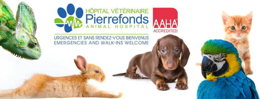 Hôpital Vétérinaire De Pierrefonds / Pierrefonds Animal Hospital | veterinary care | 15723 Boul de Pierrefonds, Pierrefonds, QC H9H 3X6, Canada | 5146269890 OR +1 514-626-9890