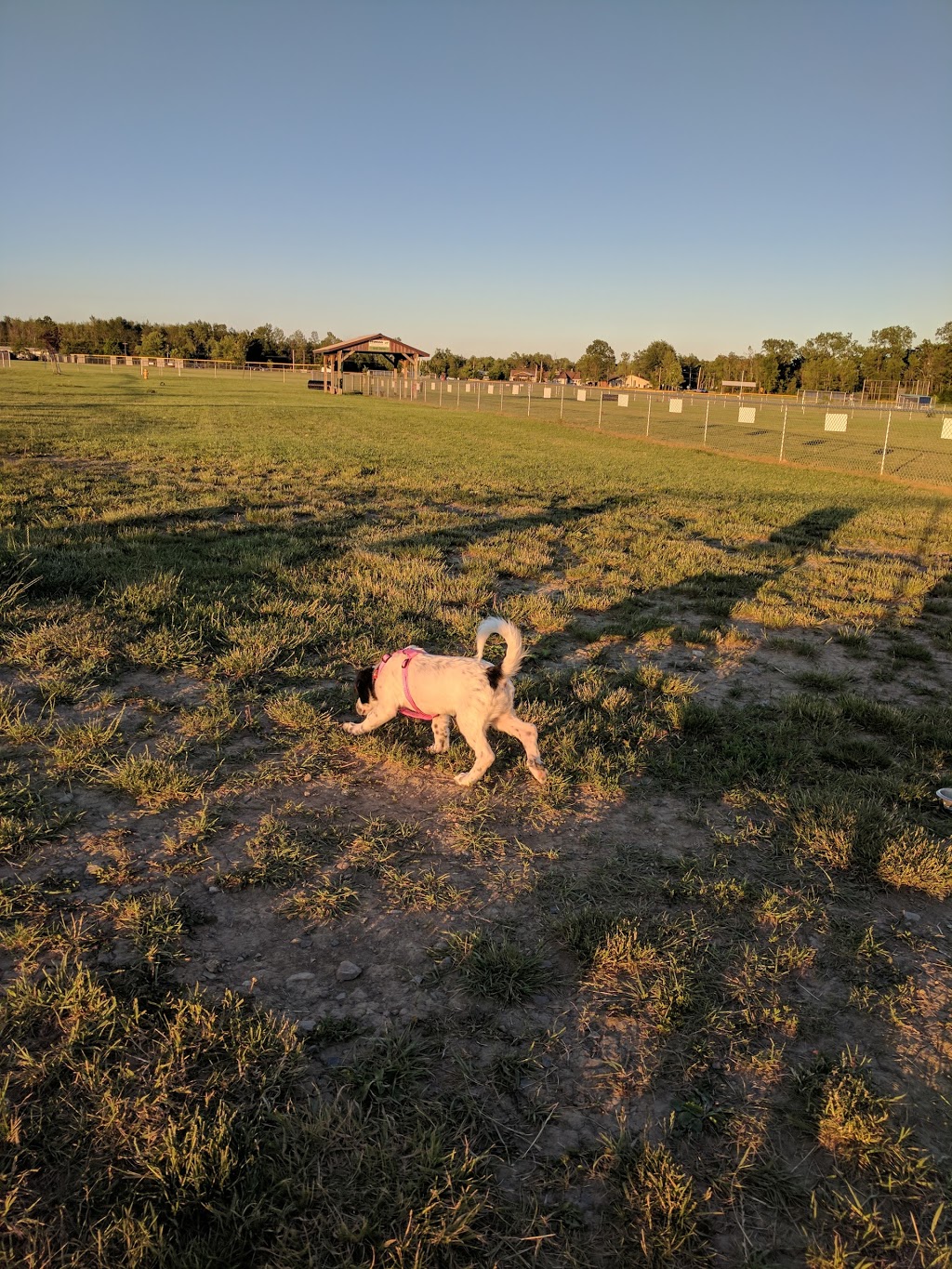 Hamburg Dog Park | Hamburg, NY 14075, USA