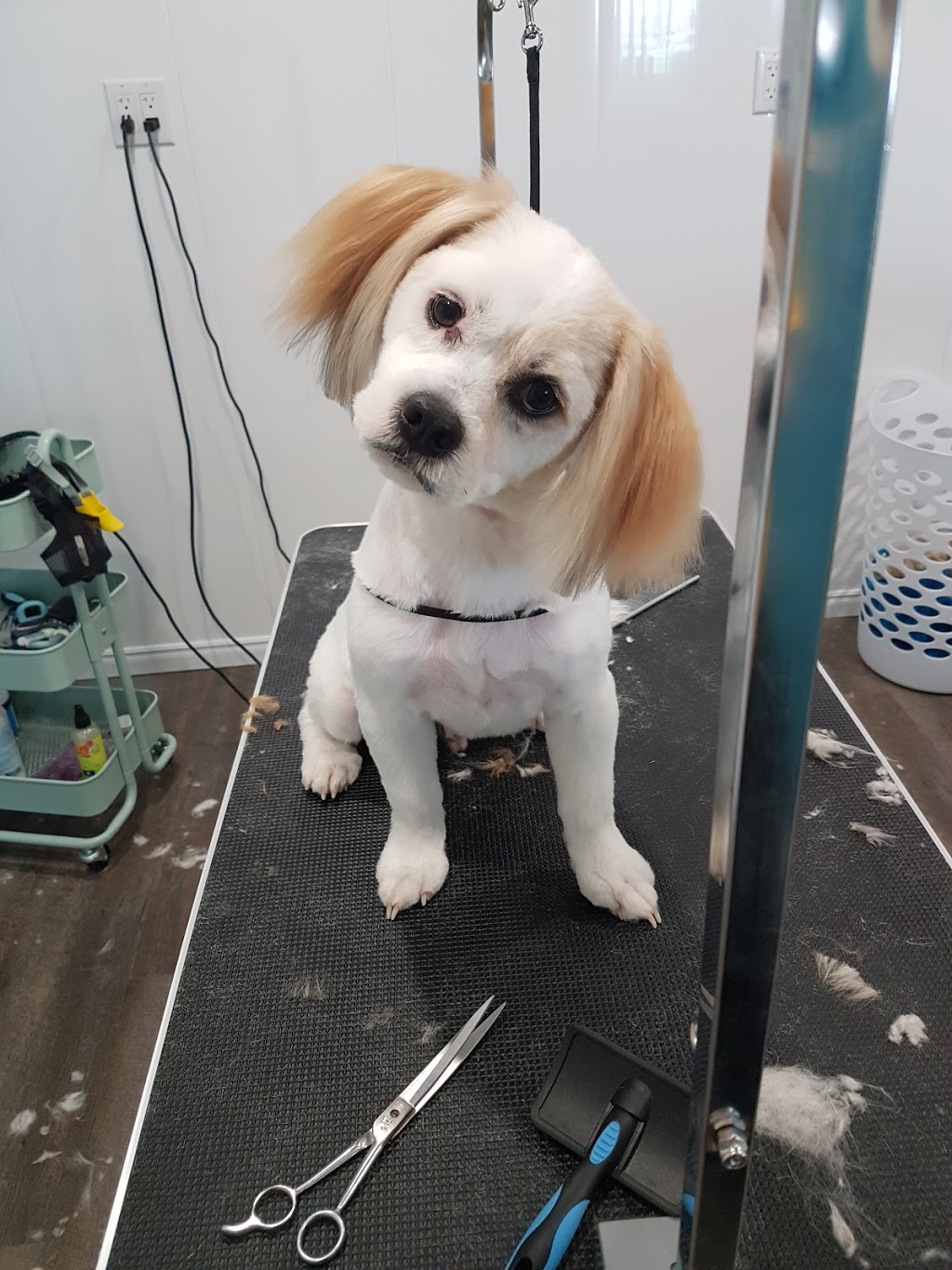 The Rural Pet sPAW | 400 W Front St. Bldg #10, Stirling, ON K0K 3E0, Canada | Phone: (343) 261-4388