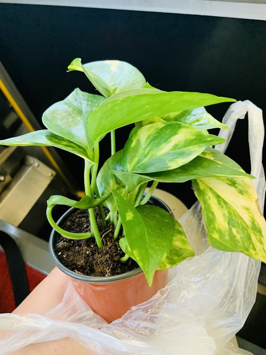 Plants & Planet | 2372 Lake Shore Blvd W, Etobicoke, ON M8V 1B6, Canada | Phone: (416) 252-8002