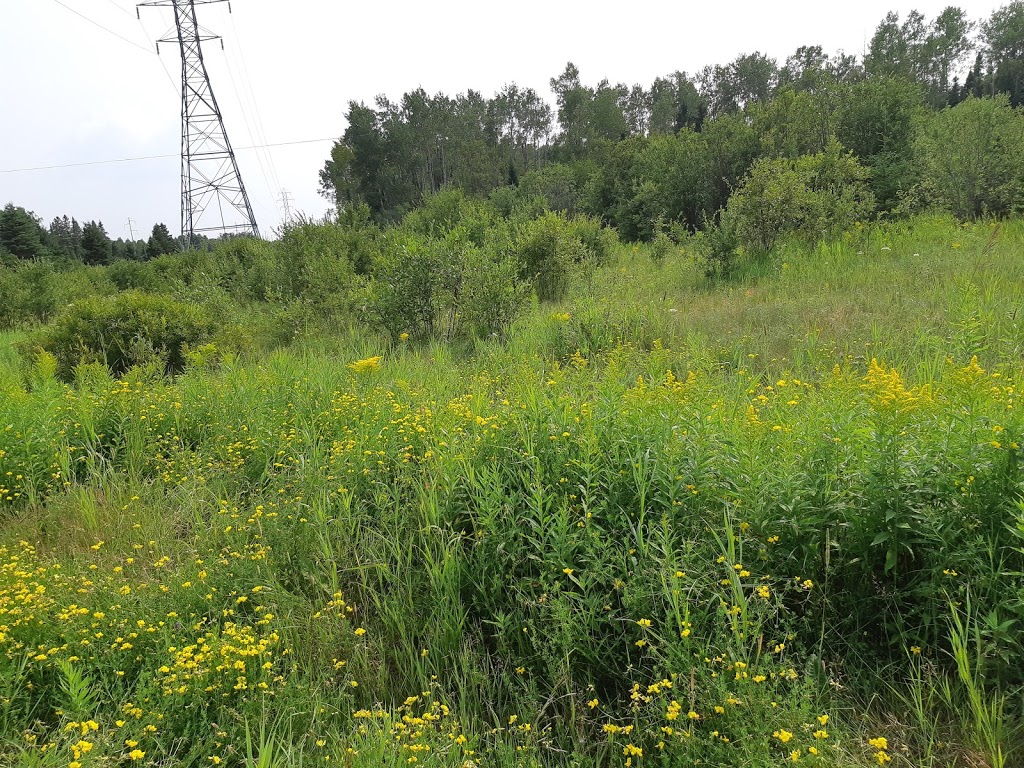 Nipigon River Adventures | 17 ON-628, Red Rock, ON P0T, Canada | Phone: (807) 621-6342