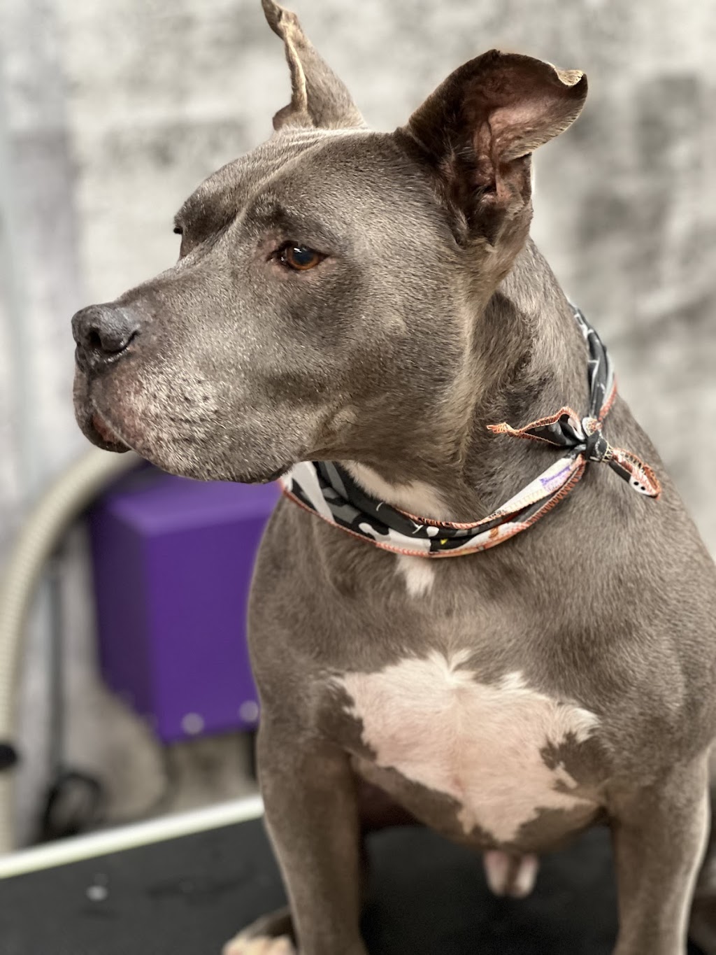 La wooferie spa canin | 329 Rue du Plateau, Sainte-Martine, QC J0S 1V0, Canada | Phone: (514) 246-4940