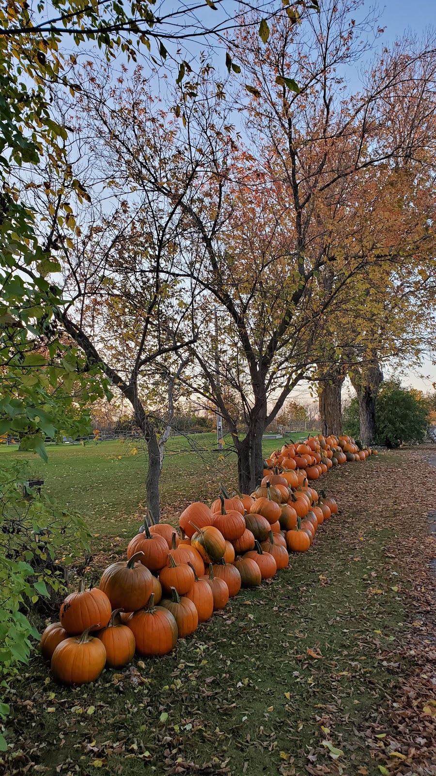 Cedar Patch Farms | 2335 Blessington Rd, Corbyville, ON K0K 1V0, Canada | Phone: (613) 966-4771