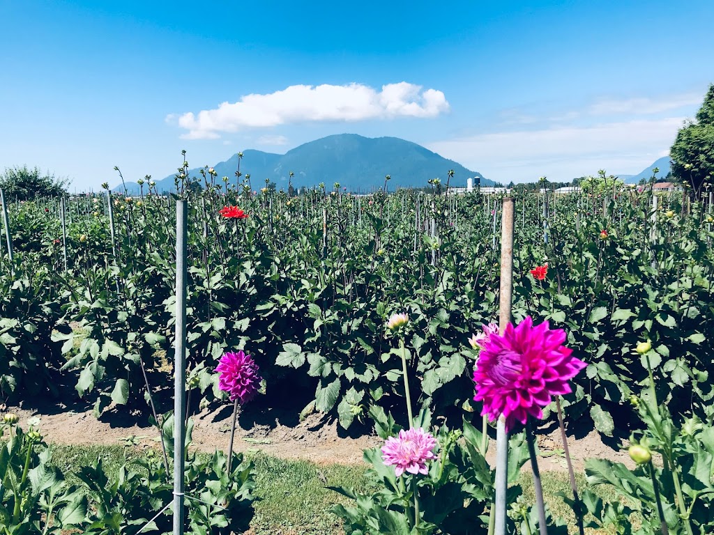 Red Barn Hay Company | 6867 Lickman Rd, Chilliwack, BC V2R 4A9, Canada | Phone: (604) 316-1199