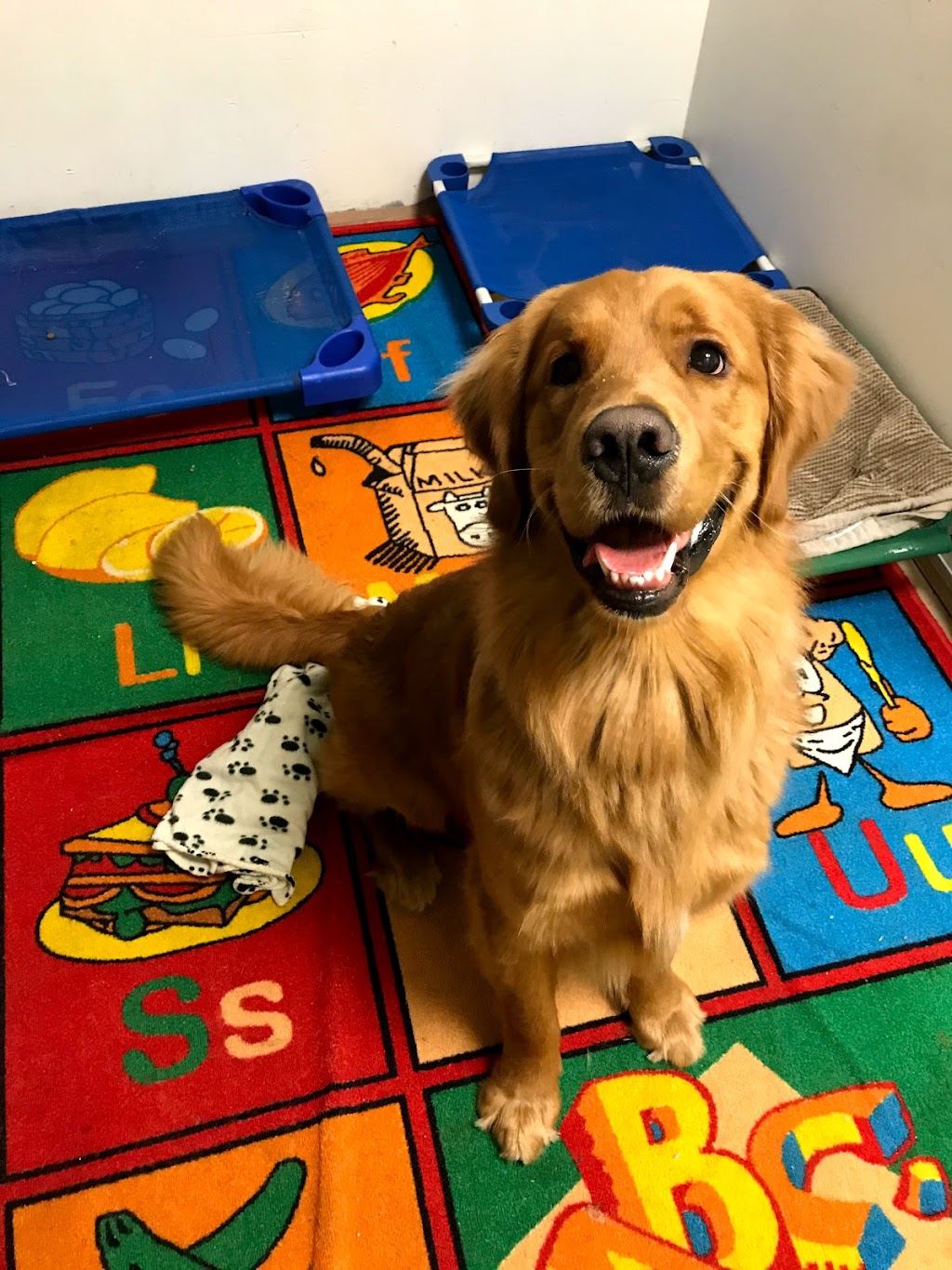 Pup Culture Dog Daycare | 6939 Hastings St Suite 101, Burnaby, BC V5B 1S9, Canada | Phone: (604) 298-7297