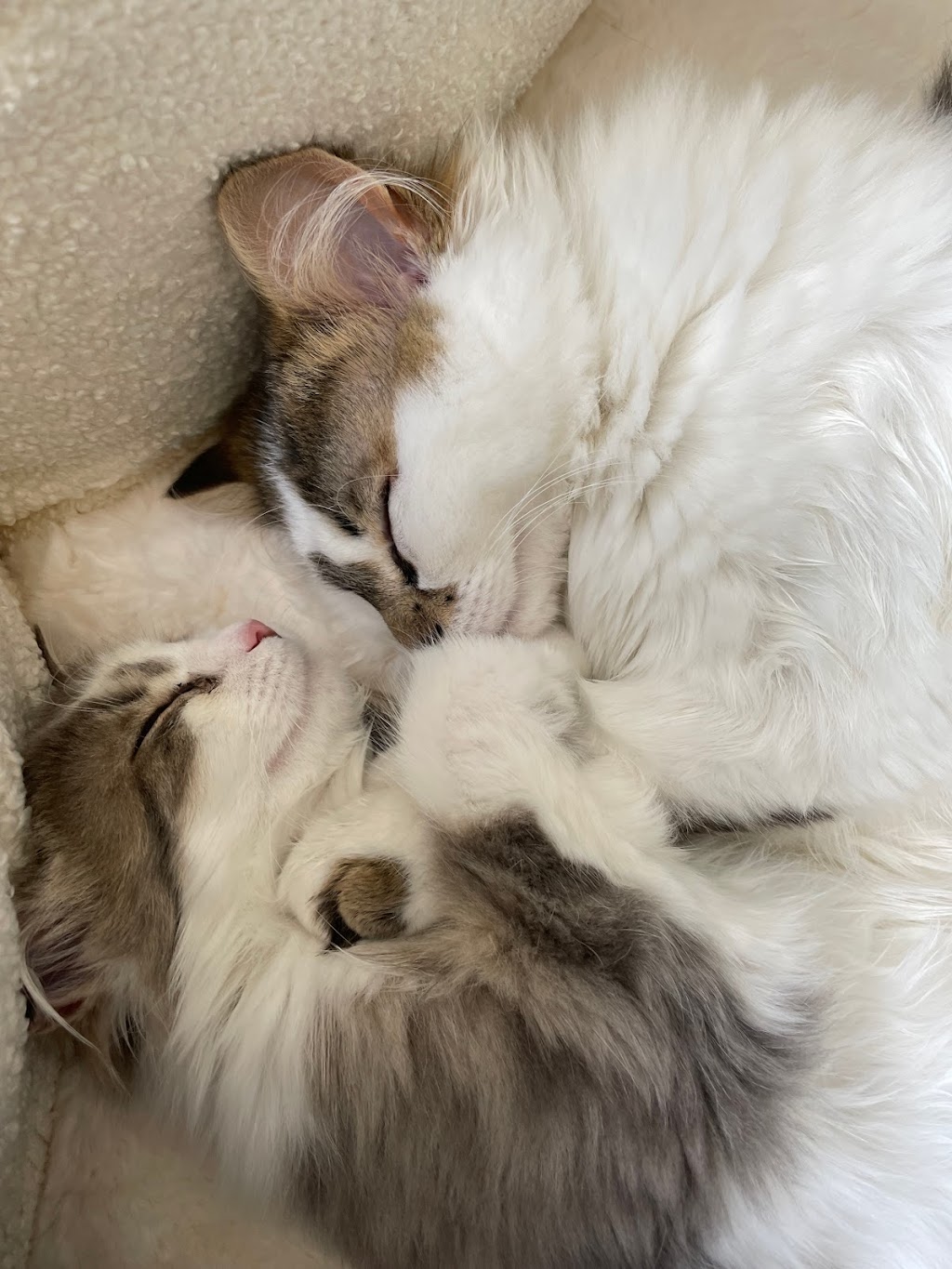 Societe Animale Frontaliere/Frontier Animal Society (SAFAS) | 2405 Chem. Griffin, Memphrémagog, QC J0B 3E3, Canada | Phone: (819) 876-7785