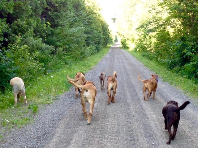 Garderie Pour Chiens "La Tanière À Lou" | 3895 Chem. Curran, Godmanchester, QC J0S 1H0, Canada | Phone: (450) 288-1796