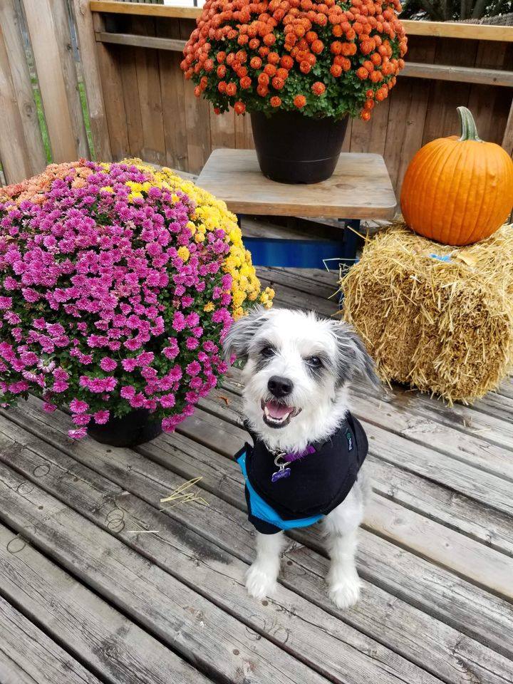 Hobo Haven Rescue | King St N, St. Jacobs, ON N0B 2N0, Canada | Phone: (519) 721-3199