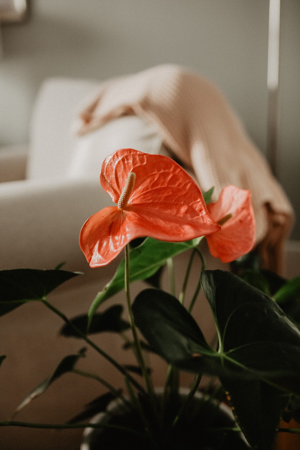 : Step In Counselling and Consulting | 867 Westminster Ave, Winnipeg, MB R3G 1B3, Canada | Phone: (204) 995-1625