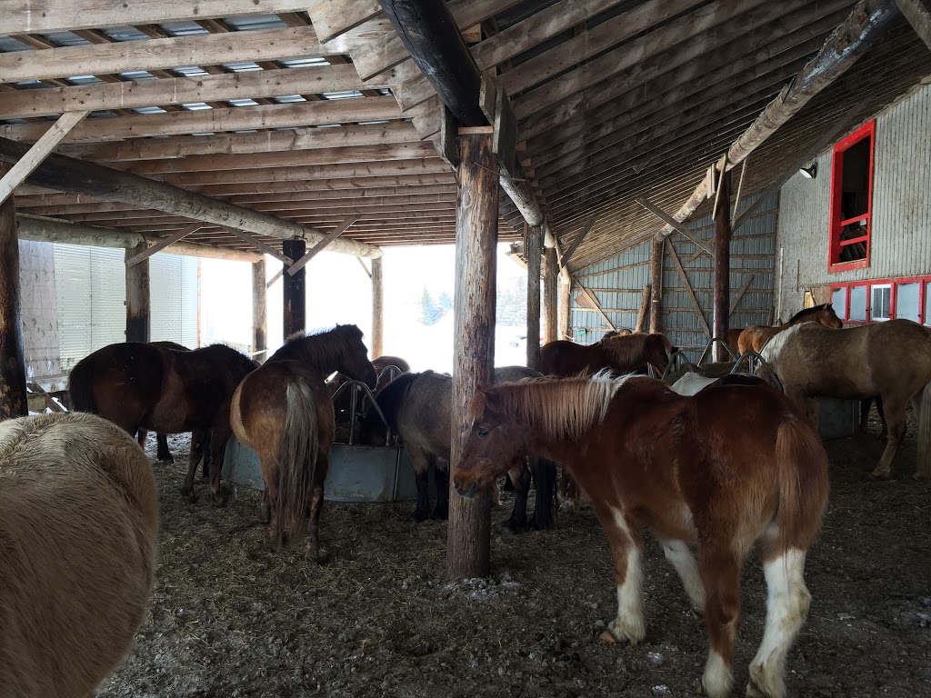 Cheval Défi | 4197 Chemin Notre Dame, Saint-Augustin-de-Desmaures, QC G3A 1W8, Canada | Phone: (418) 878-5522