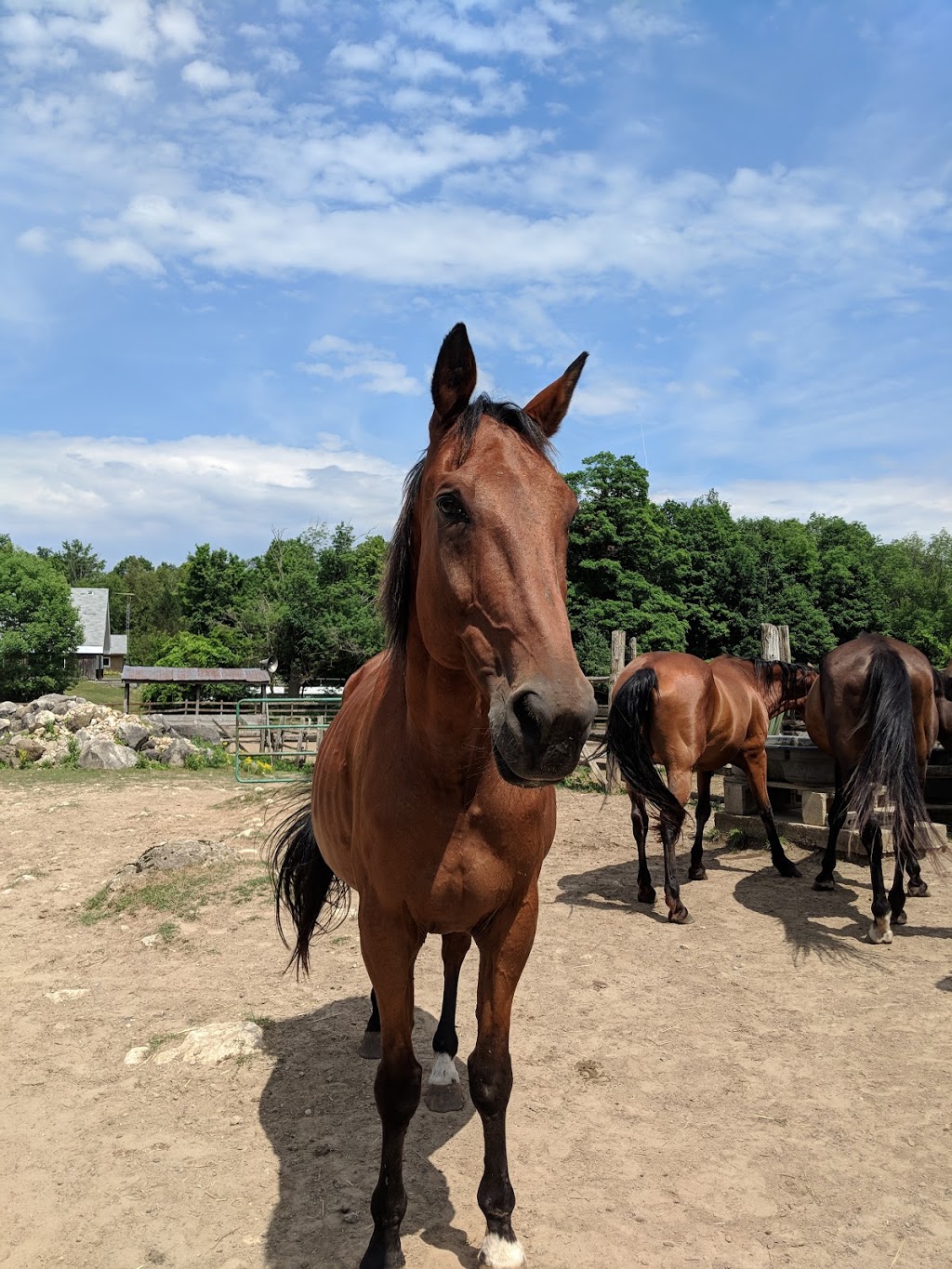 Rocky Ridge Ranch | 10486 2K0, Fifth Line Nassagaweya, Rockwood, ON L9T 2X7, Canada | Phone: (905) 854-2584