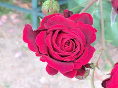 Rambling Rose Nursery | 528 Wesley Acres Rd, Bloomfield, ON K0K 1G0, Canada | Phone: (613) 393-1828