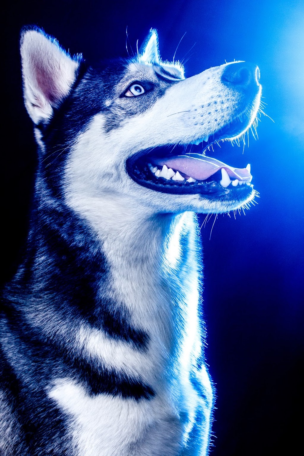 Brent DSilva Pet and Dog Photography | 88 Donna Dr, Brampton, ON L6Z 3T8, Canada | Phone: (647) 278-9932