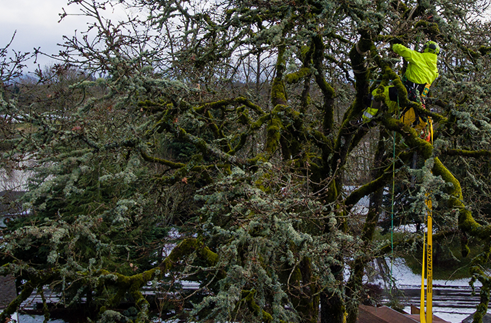 Parker Tree Care Ltd | 304 Wilson Dr, Milton, ON L9T 3K2, Canada | Phone: (905) 749-4149