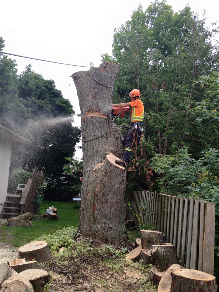 Beckett Tree Service | 318754, Grey Rd 1, Owen Sound, ON N4K 5N4, Canada | Phone: (519) 375-6274