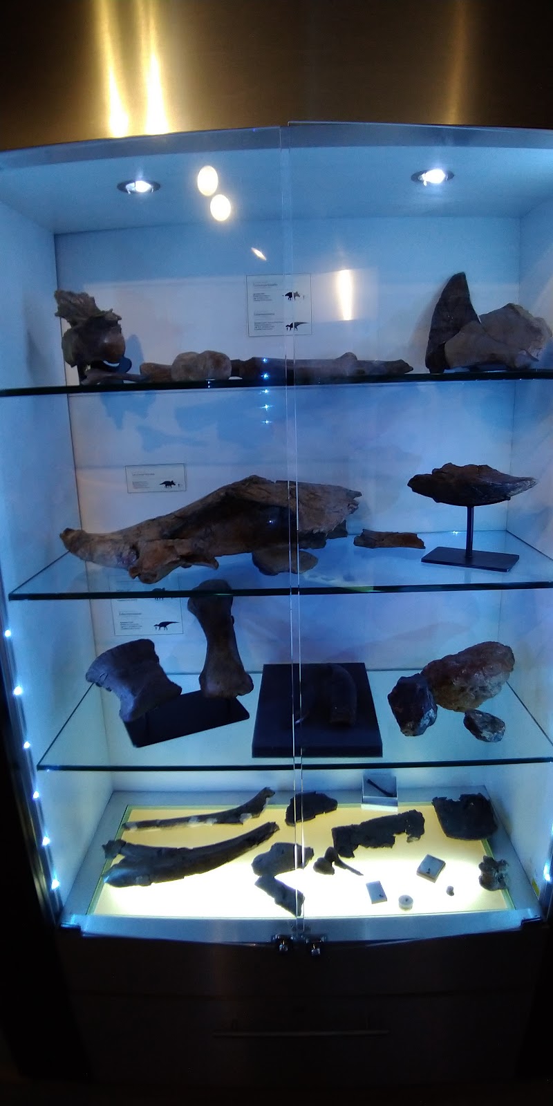 Dino Lab Inc. | 491 Dupplin Rd #2, Victoria, BC V8Z 1B8, Canada | Phone: (778) 966-3466