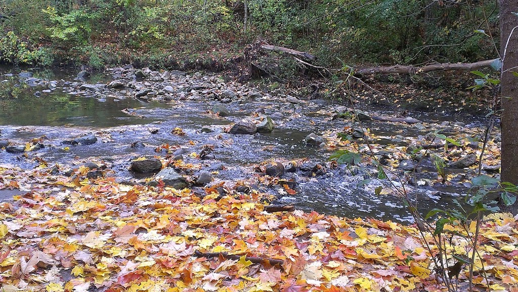 Wilket Creek Park | Toronto, ON M3C, Canada | Phone: (416) 338-4386