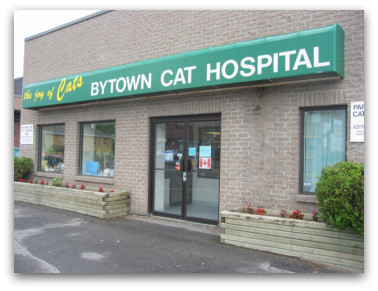 Bytown Cat Hospital | 422 McArthur Av, Ottawa, ON K1K 1G6, Canada | Phone: (613) 741-2460