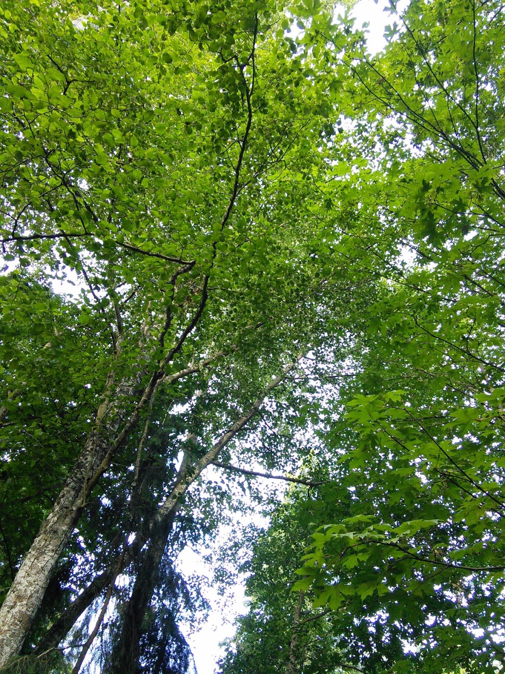 Birch Bay State Park | 5105 Helweg Rd, Blaine, WA 98230, USA | Phone: (360) 371-2800