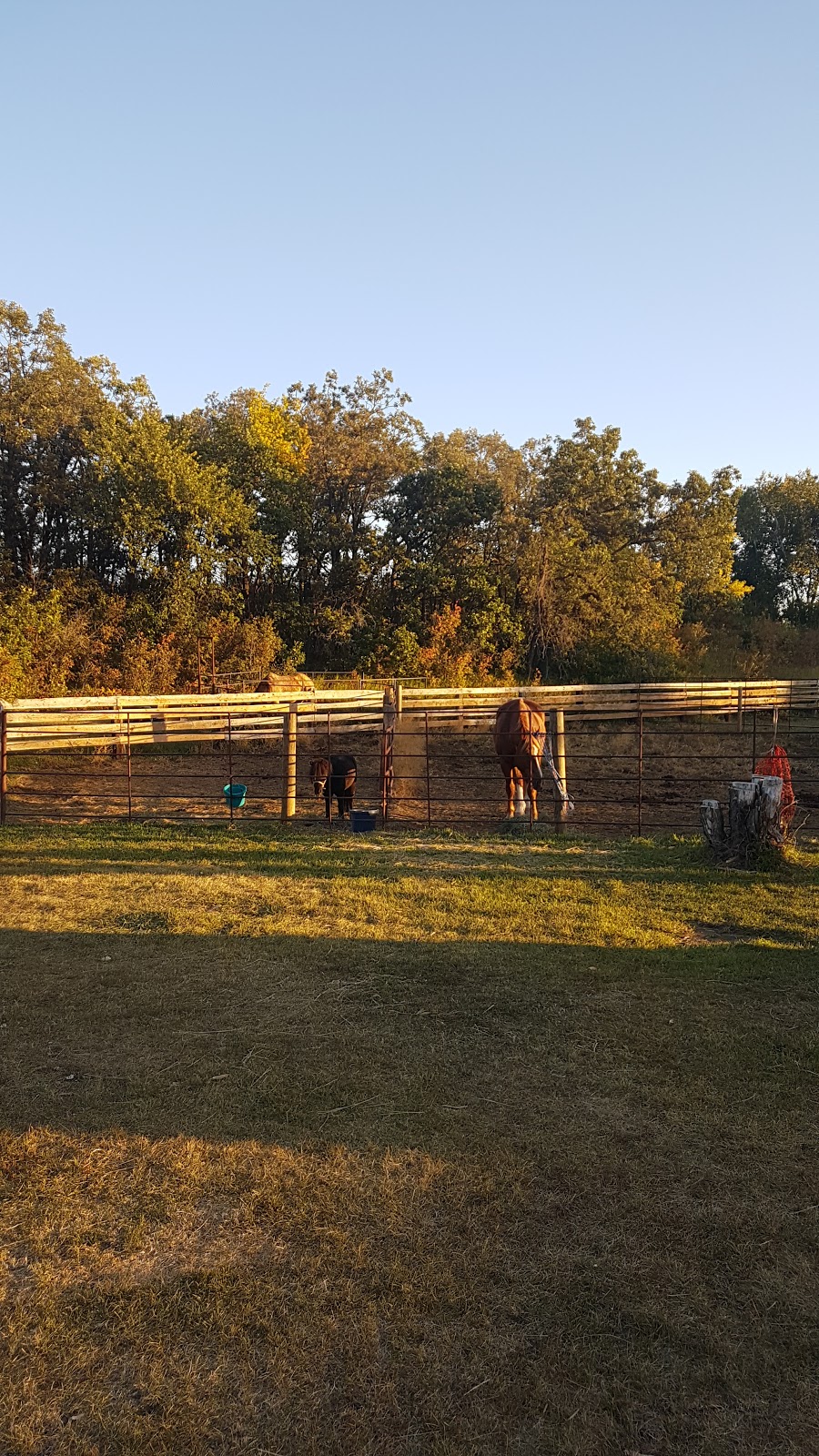 Spruce Woods Equestrian Campground | MB-5, South Cypress, MB R0K 0P0, Canada | Phone: (204) 827-8851