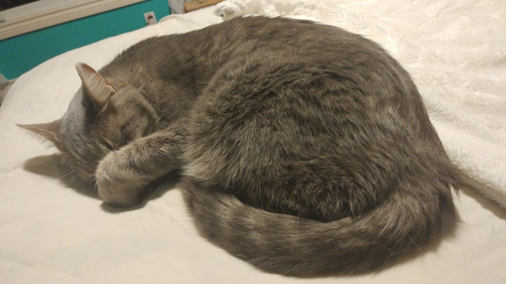 Pet Valu | 895 Lawrence Ave E, North York, ON M3C 3L2, Canada | Phone: (416) 447-1902