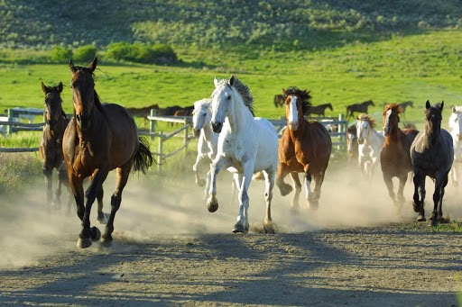 Sundance Guest Ranch | 2591 Kirkland Ranch Rd, Ashcroft, BC V0K 1A0, Canada | Phone: (250) 453-2422