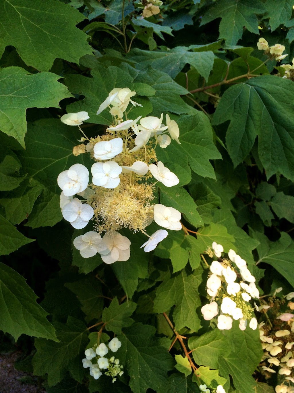 Milner Gardens & Woodland - Vancouver Island University | 2179 Island Hwy W, Qualicum Beach, BC V9K 1G1, Canada | Phone: (250) 752-6153